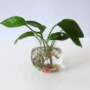 Glass Hanging Vase Bottle Flower DIY Terrarium Container with No Trace Nail
