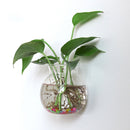 Glass Hanging Vase Bottle Flower DIY Terrarium Container with No Trace Nail