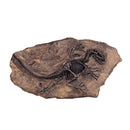 Resin Dinosaur Bone Model Replica Statue Home Wall Plaque Sculpture Figurine