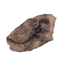 Resin Dinosaur Bone Model Replica Statue Home Wall Plaque Sculpture Figurine