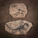 Resin Dinosaur Bone Model Replica Statue Home Wall Plaque Sculpture Figurine