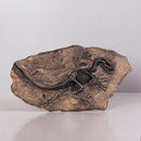 Resin Dinosaur Bone Model Replica Statue Home Wall Plaque Sculpture Figurine