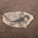 Resin Dinosaur Bone Model Replica Statue Home Wall Plaque Sculpture Figurine
