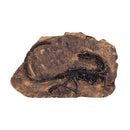 Dinosaur Bone Model Replica Statue Sculpture Home Desktop Decorative Figurine Wall Plaque Craft