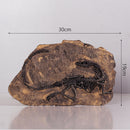 Dinosaur Bone Model Replica Statue Sculpture Home Desktop Decorative Figurine Wall Plaque Craft