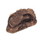 Dinosaur Bone Model Replica Statue Sculpture Home Desktop Decorative Figurine Wall Plaque Craft