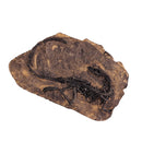 Dinosaur Bone Model Replica Statue Sculpture Home Desktop Decorative Figurine Wall Plaque Craft