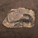 Dinosaur Bone Model Replica Statue Sculpture Home Desktop Decorative Figurine Wall Plaque Craft