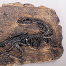Dinosaur Bone Model Replica Statue Sculpture Home Desktop Decorative Figurine Wall Plaque Craft