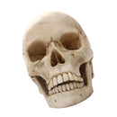 Lifesize 1:1 Resin Skull Statue Figurine Human Skeleton Head Home Bar Decor