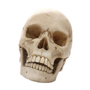 Lifesize 1:1 Resin Skull Statue Figurine Human Skeleton Head Home Bar Decor