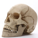 Lifesize 1:1 Resin Skull Statue Figurine Human Skeleton Head Home Bar Decor