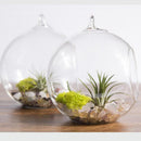 2 Globular Glass Vase Flower Pot DIY Terrarium Container with S Metal Stand