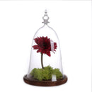 Bell-shaped Glass Cover Vase Micro-Landscape Bottle Terrarium Container Tray
