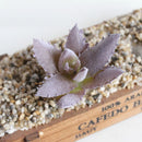 Realistic Artificial Succulent DIY Foliage Decorative Faux Cactus Plant