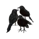 6 Pieces Black Feathered Small Crows Birds Ravens for Halloween Decoration