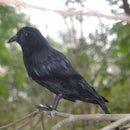 6 Pieces Black Feathered Small Crows Birds Ravens for Halloween Decoration