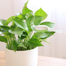 Self Watering Device Houseplant Plant Pot Globe Garden House Waterer - Swan