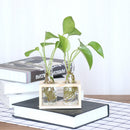Set of 2 Clear Glass Jars on Wooden Tray Utensils Organizer Flower Vases Home Tabletop Decor