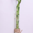 Crystal Glass 4 Test Tubes Flower Planter Vase Hydroponic Pots Office Home Wall Art Hanging Floral Decoration