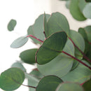 Single Branch Artificial Eucalyptus Leaves Silk Simulation Leaves Home Decor