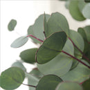 Single Branch Artificial Flower Green Silk Eucalyptus Leaves Flower Supplies