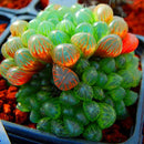 Egrow 100Pcs/Pack Lotus Lithops Succulent Seeds Pseudotruncatella Garden Plants Flower Bonsai Seed