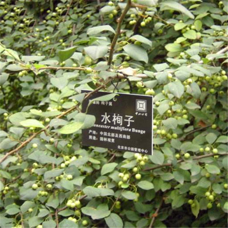 Egrow 20 Pcs/Pack Cotoneaster Seeds Xunzi Tree Plant Cotoneaster Multiflora