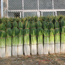 Egrow 100Pcs/Bag Green Scallion Seeds Season Vegetable Seeds Special High-yielding Vegetable Seeds