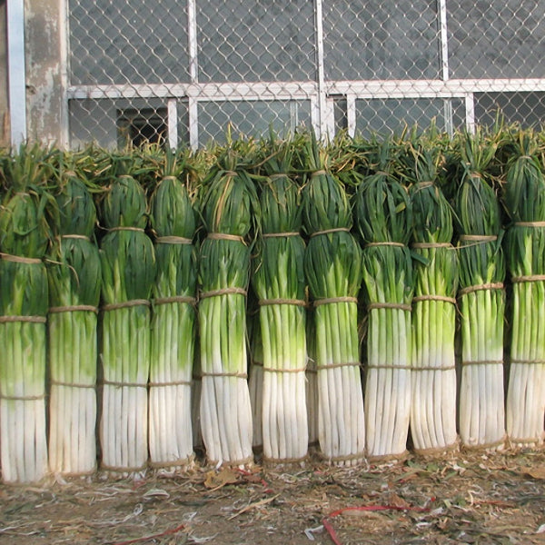 Egrow 100Pcs/Bag Green Scallion Seeds Season Vegetable Seeds Special High-yielding Vegetable Seeds
