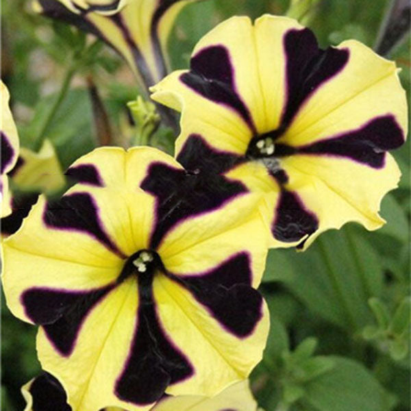 Egrow 100Pcs/Pack Petunia Bonsai Seeds Four Seasons Can Be Planted Perennial Flowers Planting Indoor Outdoor Bonsai Potted Plant
