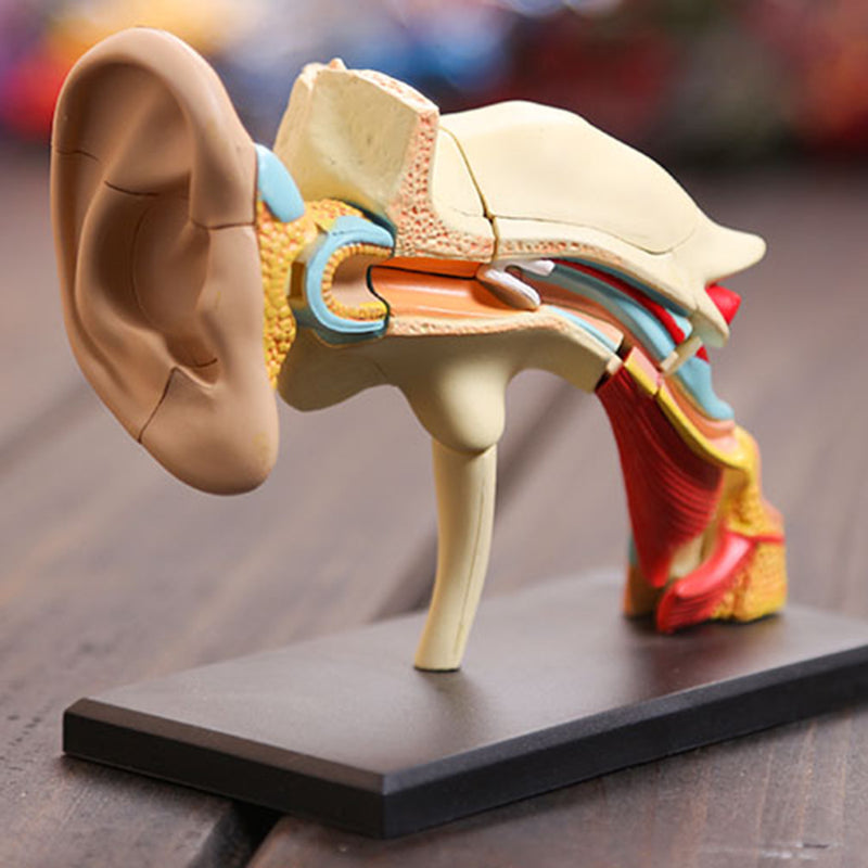 4D Vision Human Ear Anatomy Model Anatomical Medical Learn Study Equipment