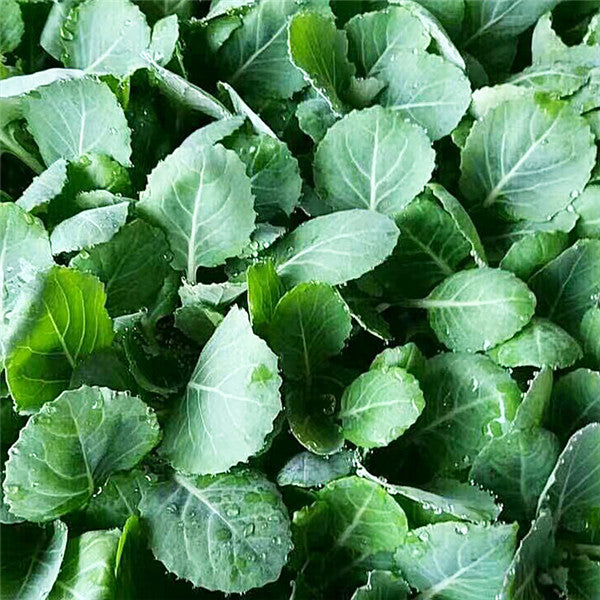 Egrow 100Pcs/Pack Giant Cabbage Seeds Organic Vitamin Vegetables Seeds Courtyard Plants