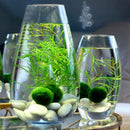 Egrow 200PCS/Pack Moss Live Aquatic Plants Seeds Aquarium Water Grass Bonsai Flower Landscape Decoration Ornament