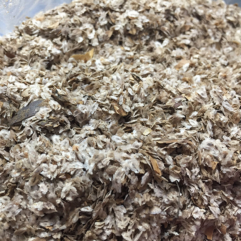 Egrow 200Pcs/Pack Paulownia Seeds Garden Potted Rare Paulownia Plants Seed