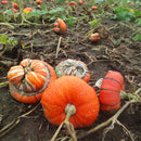 Egrow 20 Pcs/Pack Pumpkin Seeds Home Grown Decorative Pumpkin Bonsai Heirloom Vegetable Bonsai Pumpkin Bonsai Garden Plant