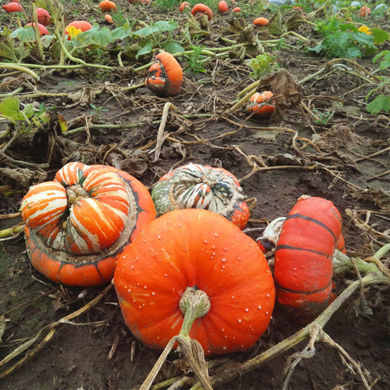 Egrow 20 Pcs/Pack Pumpkin Seeds Home Grown Decorative Pumpkin Bonsai Heirloom Vegetable Bonsai Pumpkin Bonsai Garden Plant