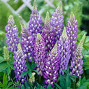 Egrow 100pcs Mix Color Lupine Bonsai Plants Seeds Annual Succulent Groundcover Flower Bonsais Potted Planting For Home Garden