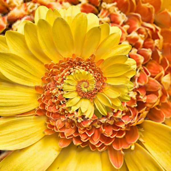 Egrow 30Pcs/Bag Miracle Daisy Seeds Hardy Bonsai Plants Rare Flower Seeds Ornamental Flowers