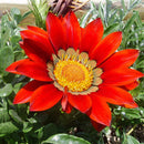 Egrow 200Pcs/Bag Gazania Seeds Semillas Gazania Splendens Chrysanthemum Seeds Garden Flowers Seeds