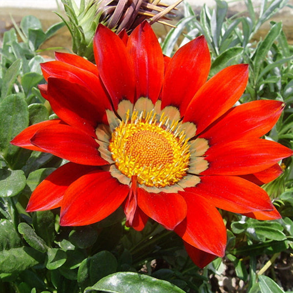 Egrow 200Pcs/Bag Gazania Seeds Semillas Gazania Splendens Chrysanthemum Seeds Garden Flowers Seeds