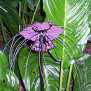 Egrow 100pcs/Bag Black Tiger Shall Orchid Seeds Multiple Varieties Orchid Flowers Seeds for Garden