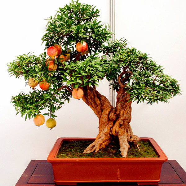 Egrow 30Pcs/Pack Pomegranate Seeds Sweet Delicious Indoor Fruit Seeds Pomegranate Mini Bonsai Tree