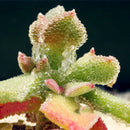 Egrow 100Pcs/Bag Succulent Plant Seeds Flowering Mesembryanthemum Crystallinum Crystalline Ice Plant