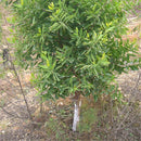 Egrow 20 Pcs/Pack Sandalwood Seeds Sandalwood Tree Santalum Album Rare Sanders