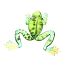 1 x Soft Frog Fishing Lure Bass Bait 3.5cm Topwater