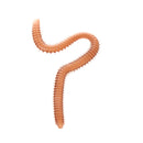 Smelly Flavored Soft Plastics Earthworm Fishing Lures with Box