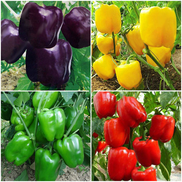 Egrow 50Pcs/Bag Mixed Red Yellow Green Pepper Seeds Colorful Sweet Pepper Seeds Mix Bell Peppers