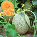 Egrow 50Pcs/Pack Cantaloupe Seeds Honey Yellow Flesh Sweet Melon Fruit Seed Summer Muskmelon Plants