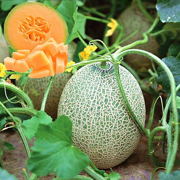 Egrow 50Pcs/Pack Cantaloupe Seeds Honey Yellow Flesh Sweet Melon Fruit Seed Summer Muskmelon Plants